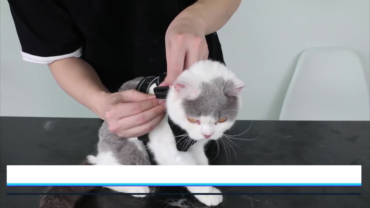 rabbitgoo Cat Harness and Leash for Walking