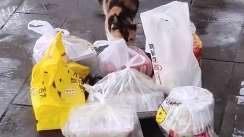Cat Is A Professional Annoyer