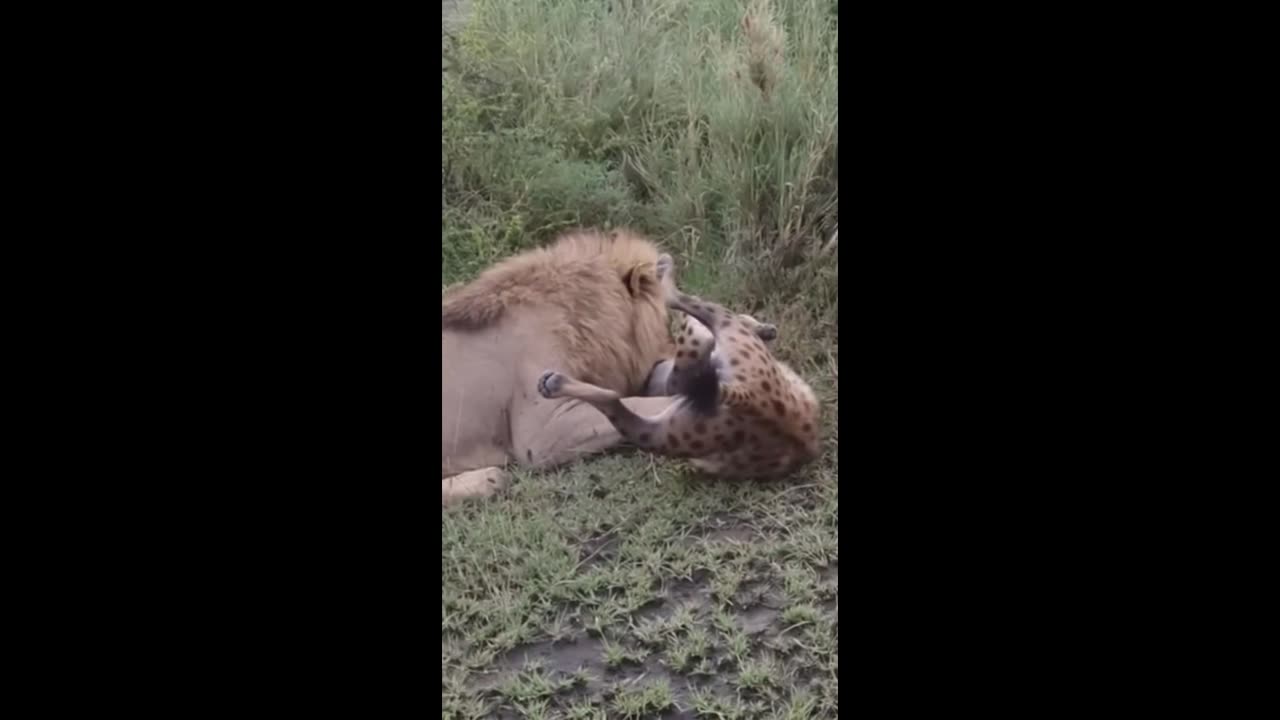 LION HOLDING HYENA