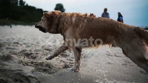 Happy Adorable Golden Retriever Dog Playing On A Sandy Beach