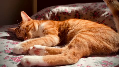 Adorable Orange Tabby Cat Sleeping Peacefully