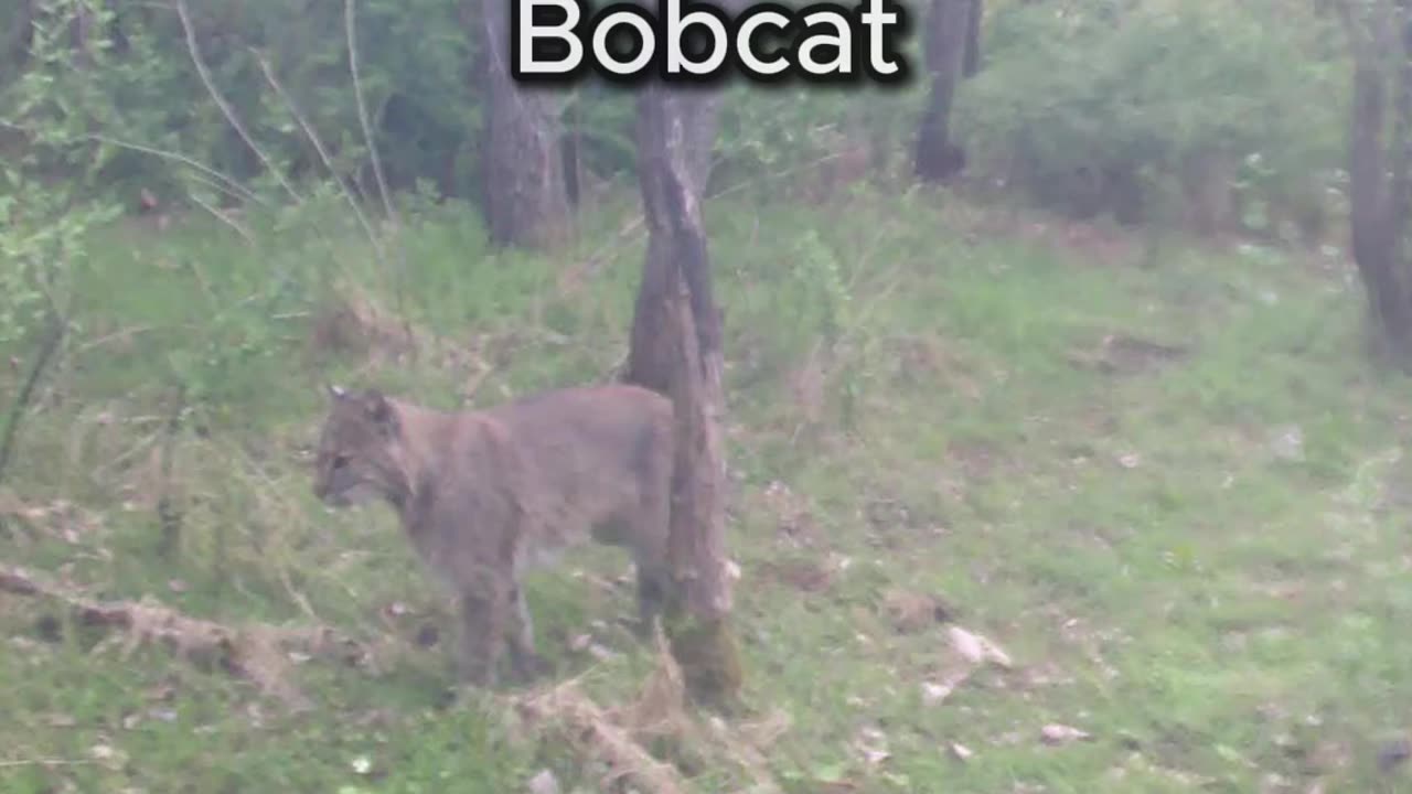 Pennsylvania Bobcat