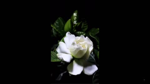 It took 30,000 hours of filming—to capture the blooming of 77 flower species