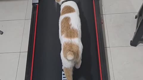 Cat on Walking Pad