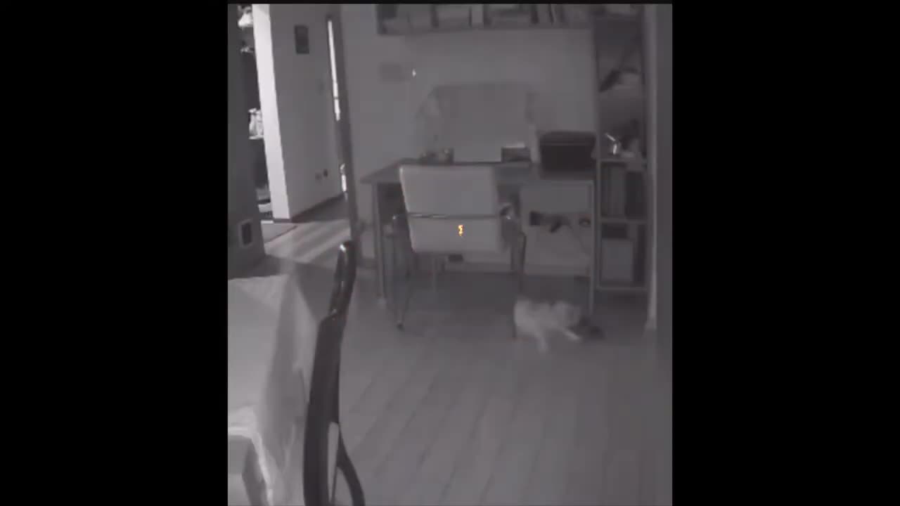 Funny Cats & Dogs - Try Not to Laugh! #FunnyAnimals #Cats #Dogs #TryNotToLaugh #ComedyPets"