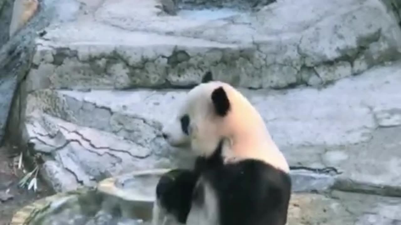 Funny Panda in bath #panda #giantpanda #pandalover