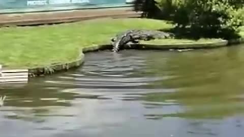 Huge Alligator