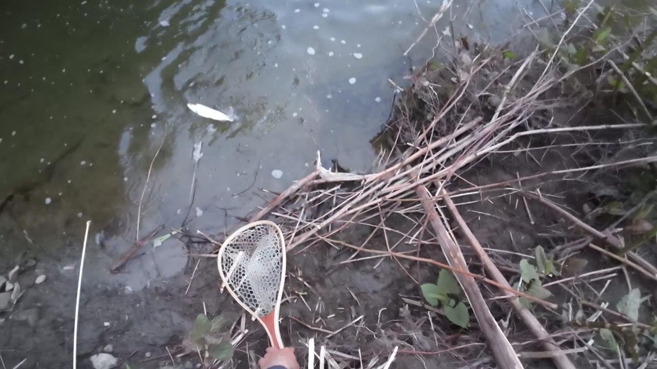 Fishing my local trout-stream after work! (Trout & Sucker in Ashville, NY)