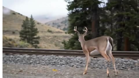 Deer Chases Train Through the Hills – Nature Meets Motion