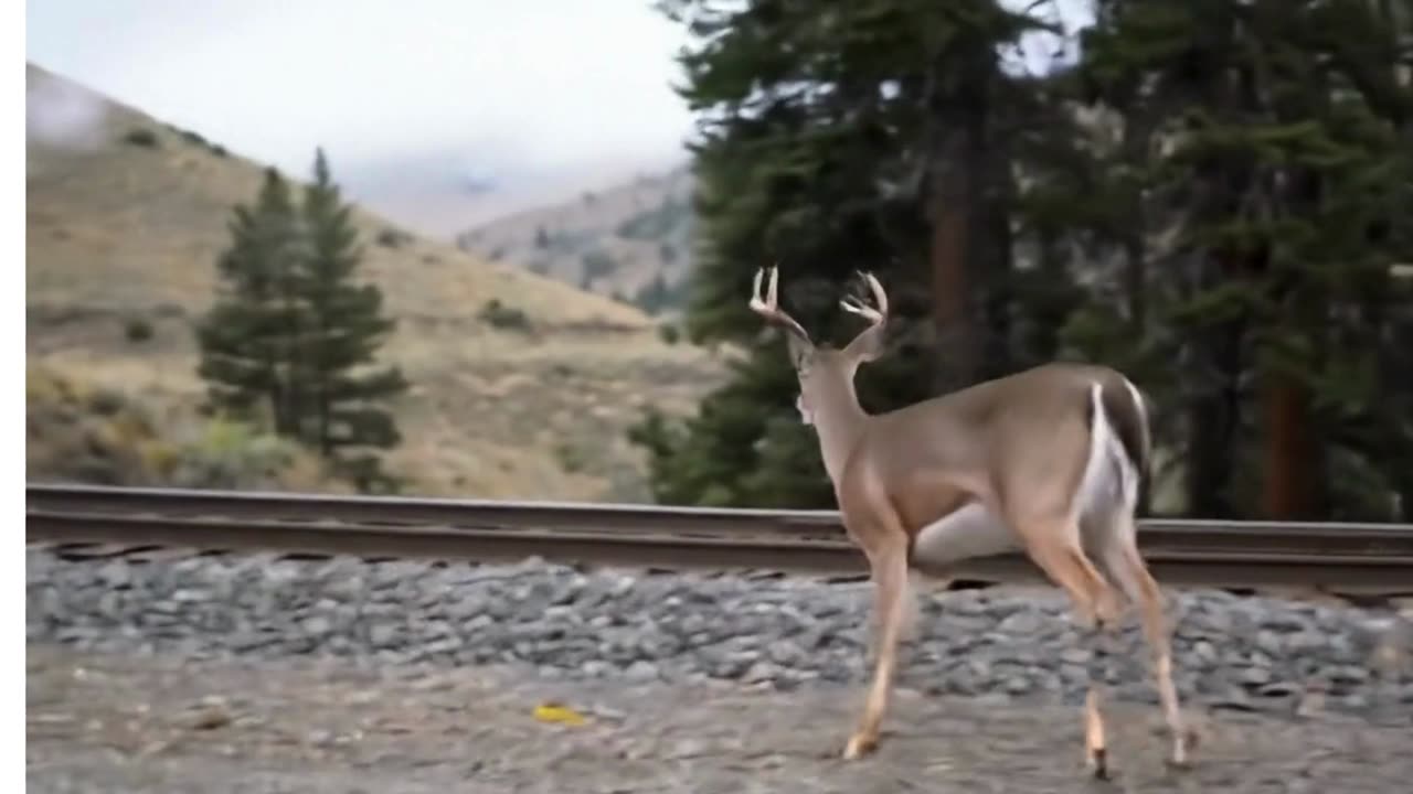 Deer Chases Train Through the Hills – Nature Meets Motion