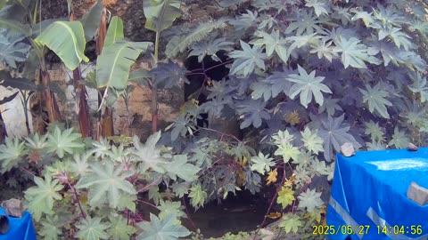 250527A___Madeira_NS-404._Protecting_my_head._Energy_tech_ads_accepted_again.(1080p)