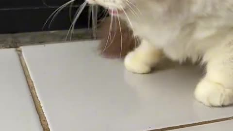 "The Adventures of a Cute Kitty: A Day Full of Purrs and Play"