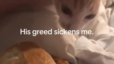 😂🍗 Watch This Tiny Bird Stuff Itself Silly! | FunFM