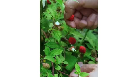 "Making Raspberry Wine & Jam in the Wild Mountains | Taste of Childhood & Rural Life 🍓🍷"
