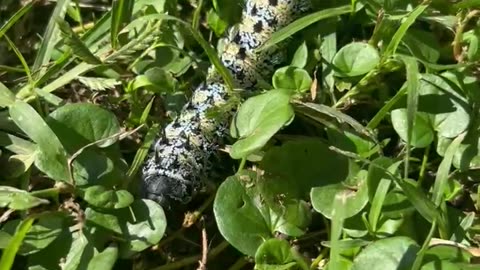 Mopani worm