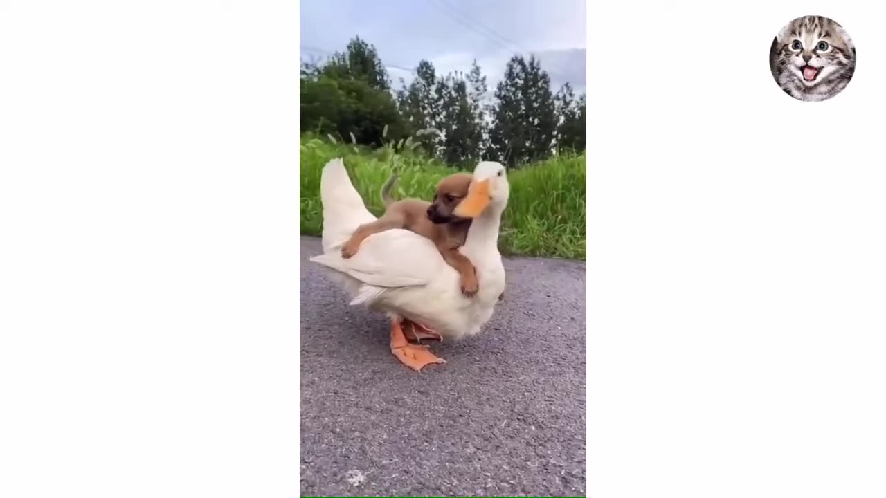 Funny Animal Videos 2025 | Funniest Animals Funny Video