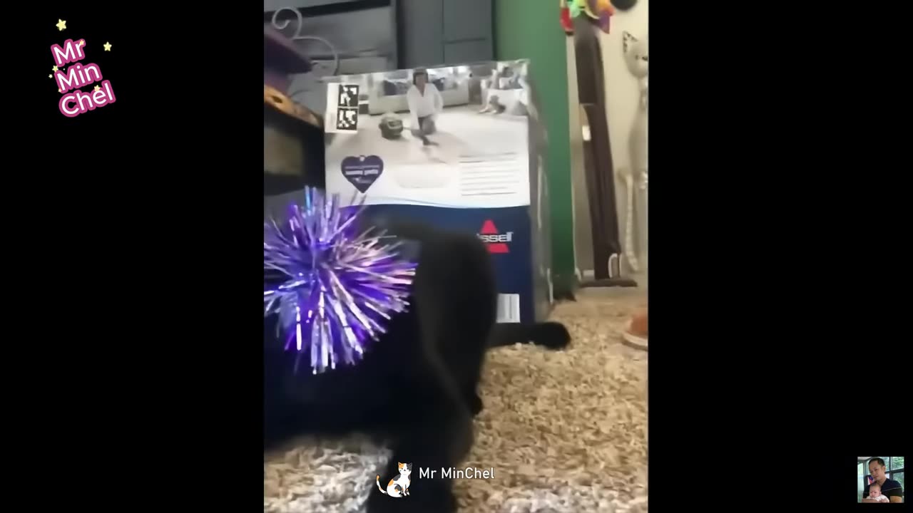 Animals