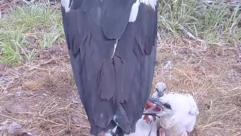 Dad, I will bite you on the leg 🦵🐤🤣