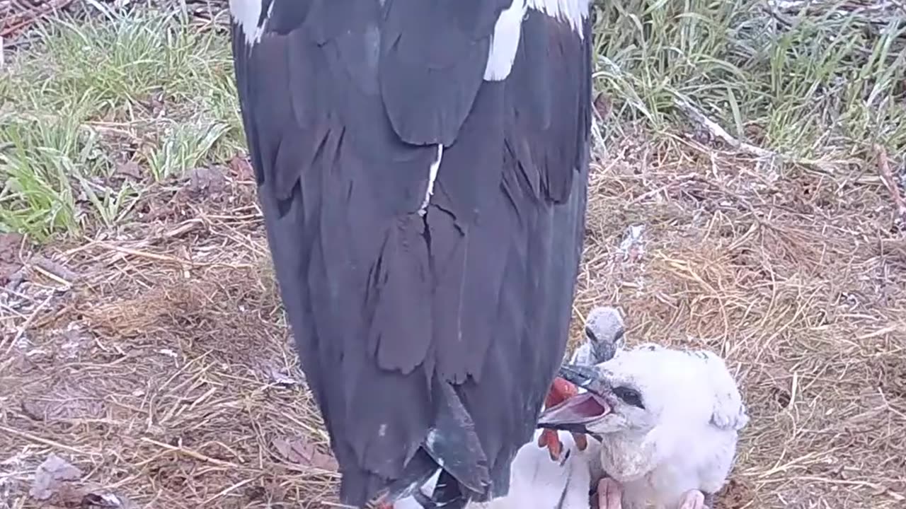 Dad, I will bite you on the leg 🦵🐤🤣