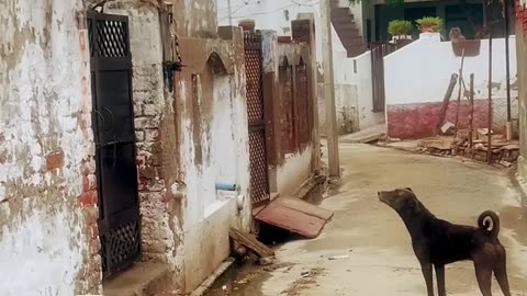 Dog & Monkey Fight