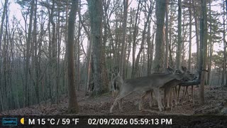 The Woods – 02/10/2026