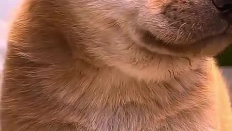 cutebaby dog