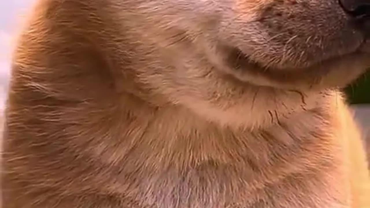 cutebaby dog