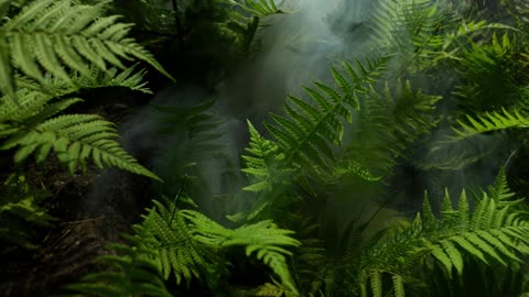 Misty Fern Leaves in the Forest – Stunning 2K Green Nature Wallpaper