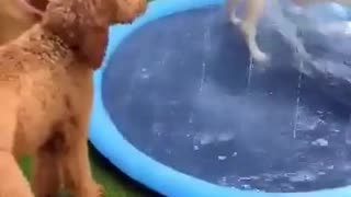 Amazing Funny Dogs