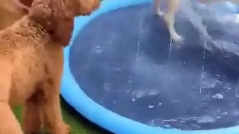 Amazing Funny Dogs