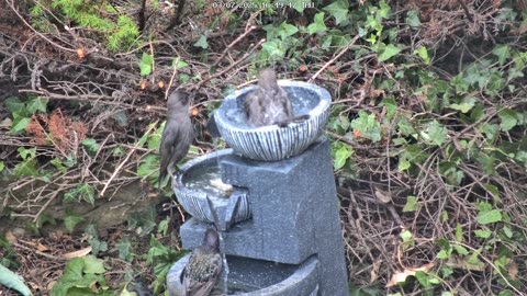 Fight for the Top | Starlings & Sparrows Clash for the Fountain Throne
