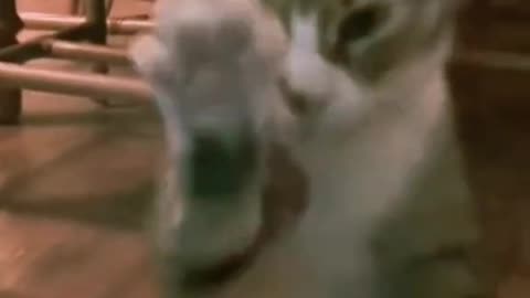 cats and dog funny wrestling game🤣🤣🐈🐕😁😂😂