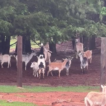 Trees are great Snacks!!!!