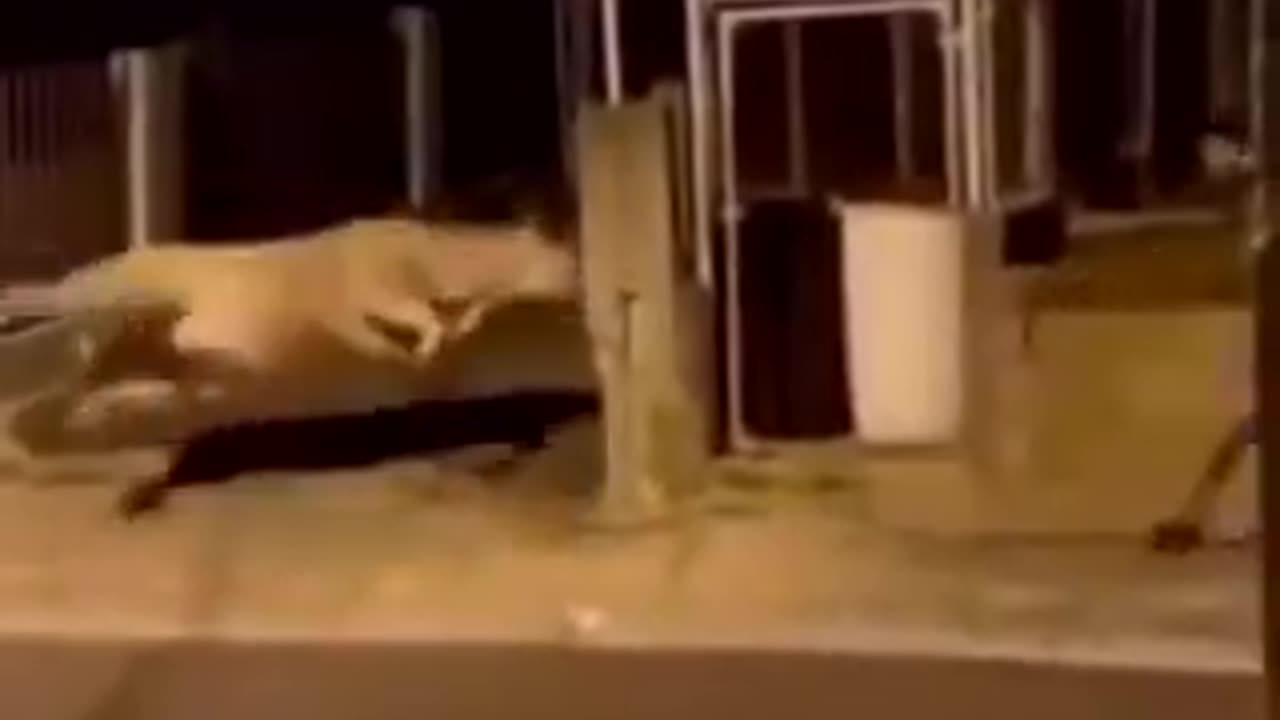 I don’t know why this is so funny | funny video | crazy clips