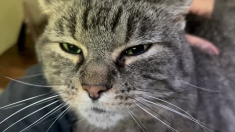 May 11, 2025 - One Very Happy Cat
