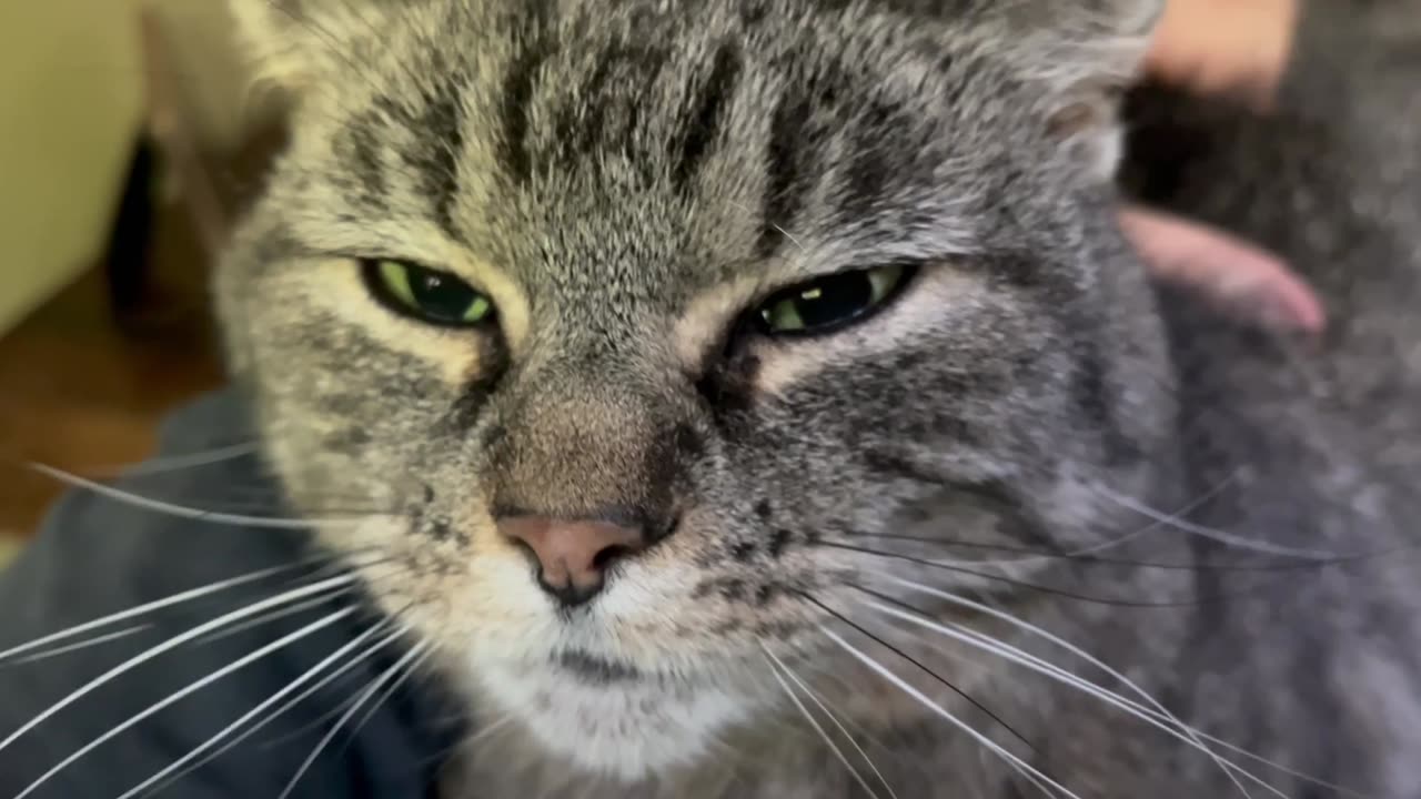 May 11, 2025 - One Very Happy Cat