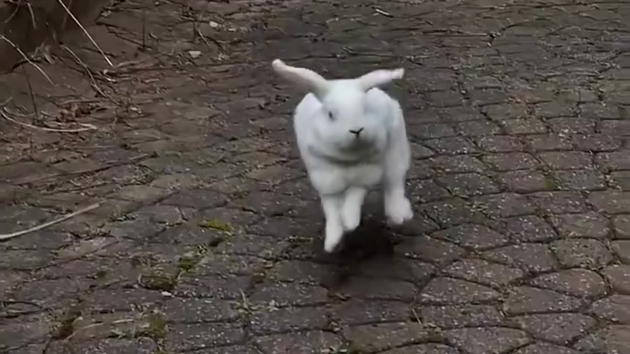 Stumbled upon some adorable Blanco binkies
