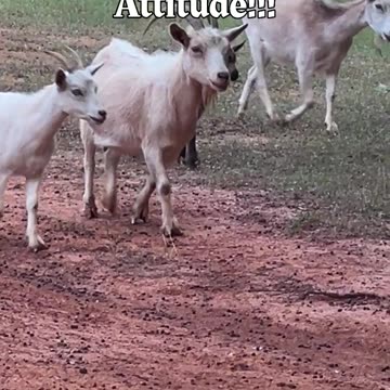Goats with Attitude!!!
