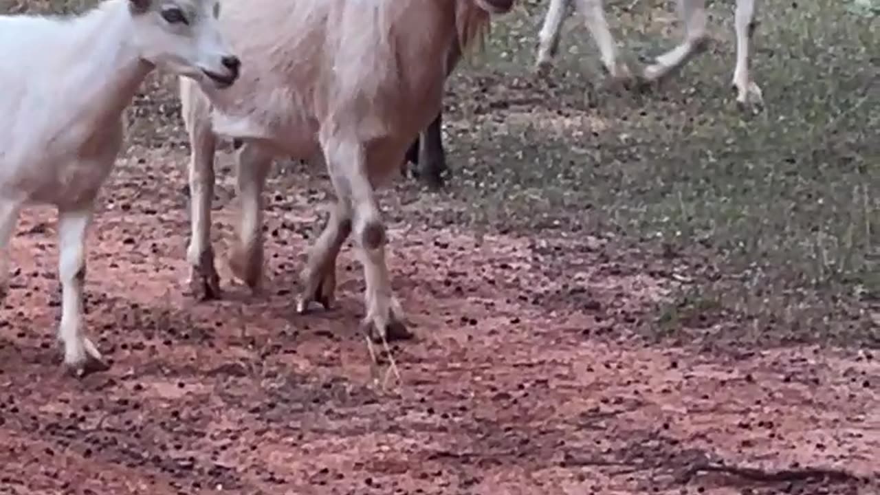 Goats with Attitude!!!