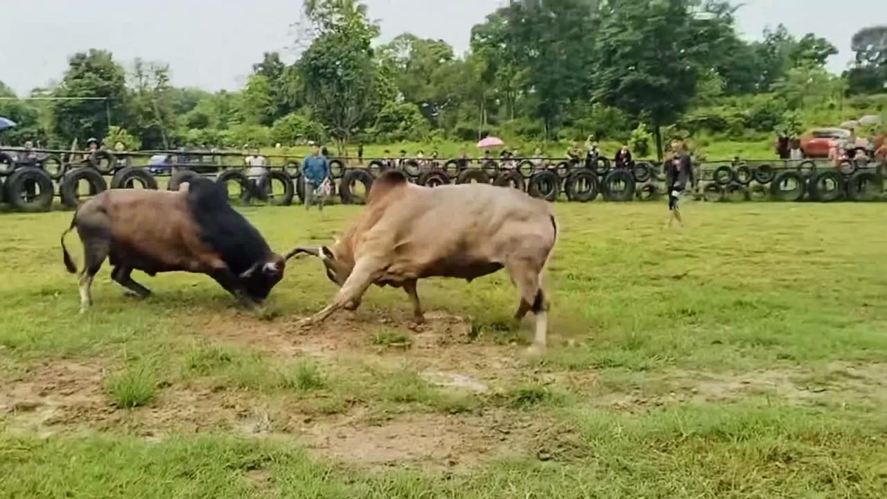 Nyuj Sib Nraus