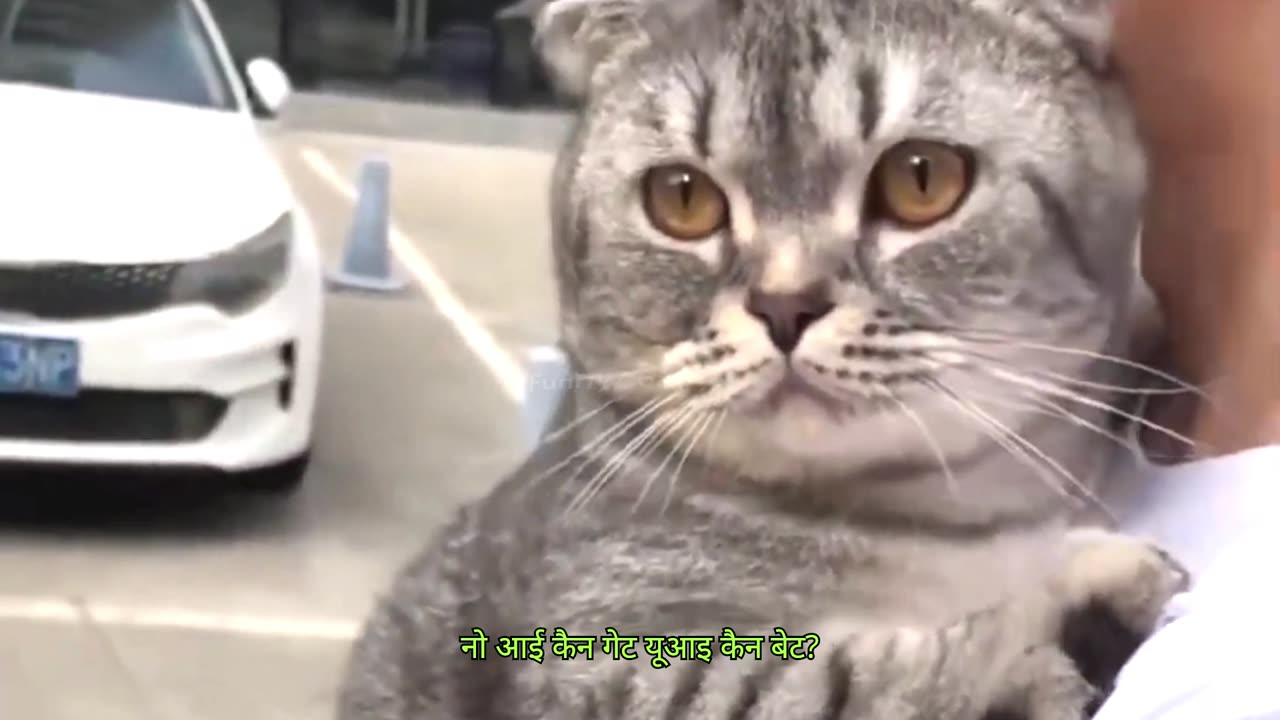 Cats Vs The Vet- The Funniest Reactions