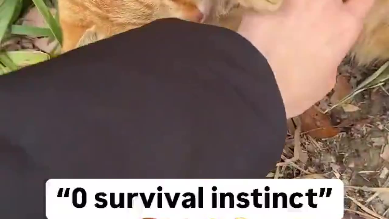 She interrupted his loafing 🙁