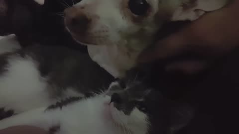 Pointless Pet Video 5 : Chill (July 23, 2017)