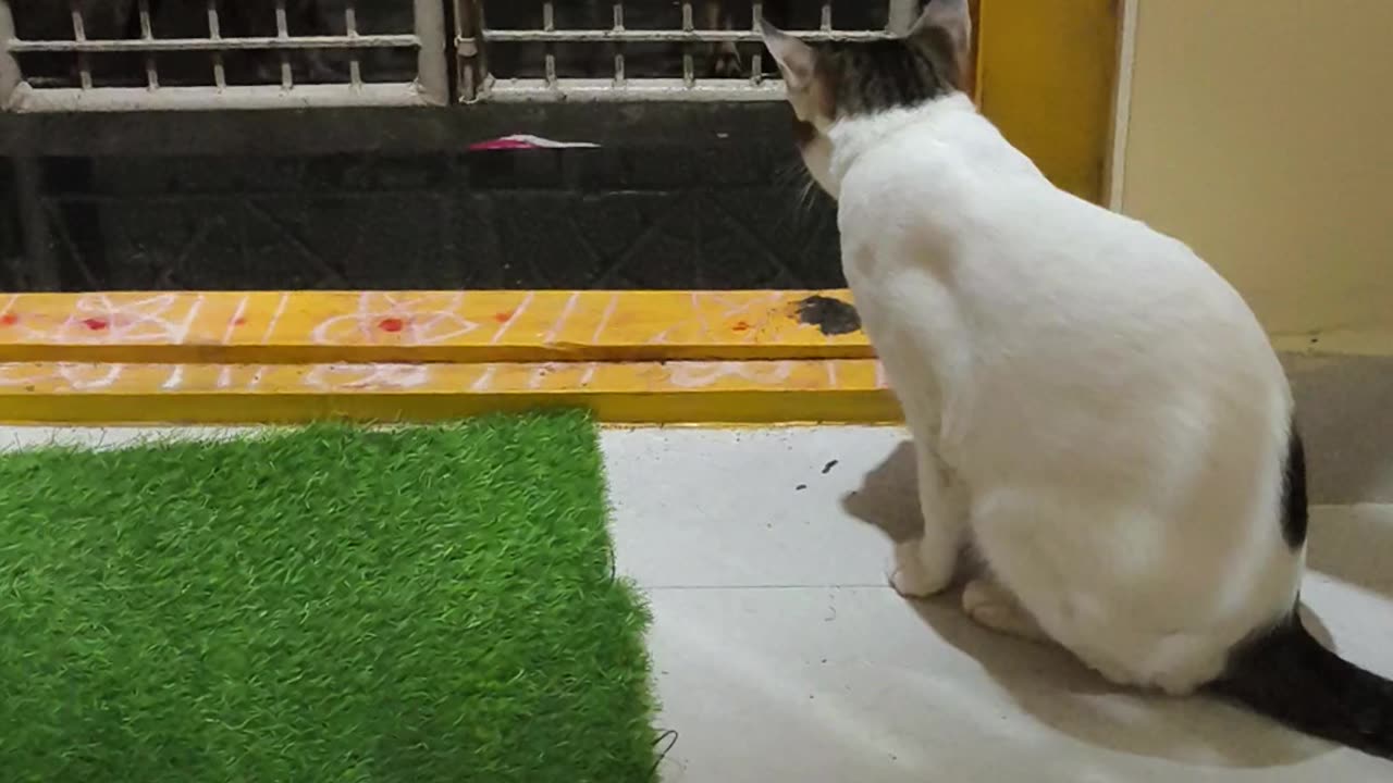 Cat vs dogs