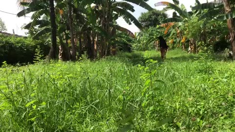 Visiting the Field: Exploring a Beautiful Garden
