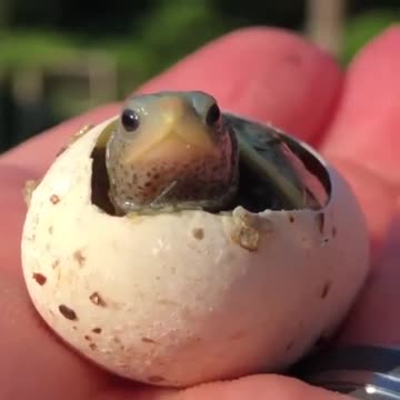 Baby turtle being born and greeting the world for the first time