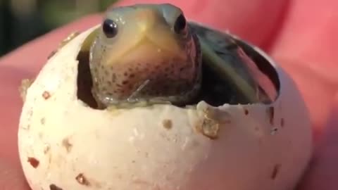 Baby turtle being born and greeting the world for the first time