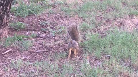 Squirrel find its food on the ground & tree, but nothing.