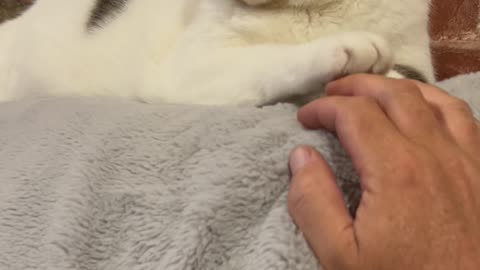 Cat Yields Hand Game To Owner