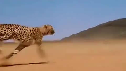 True Speed
